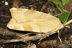 Noctua fimbriata, Frangée (La)