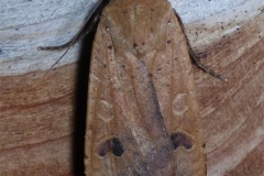 Noctua pronuba, Hibou (Le), Autour de Blieux (04)
