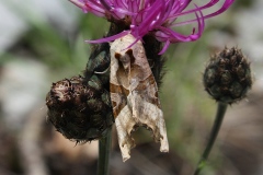 Phlogophora meticulosa, Méticuleuse (La)