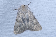 Polymixis dubia, Xyline floue (La)