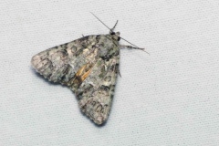 Polyphaenis sericata, Noctuelle du Camérisier (La)