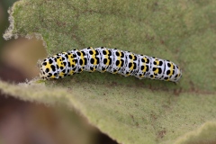 Cucullia verbasci, Brèche (La)