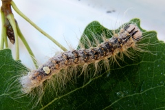 Acronicta megacephala, Noctuelle mégacéphale (La)