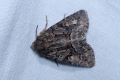 Thalpophila matura, Noctuelle cythérée (La)