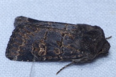 Tholera cespitis, Noctuelle du Gazon (La)