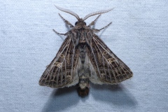 Tholera decimalis, Nasse (La)