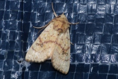 Tiliacea sulphurago, Xanthie sulphurée (La)