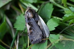 Xestia c-nigrum, C-noir (Le)