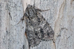 Acronicta rumicis, Noctuelle de la Patience (La)