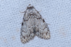 Meganola strigula, Nole striolée (La)