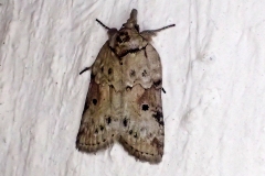 Nycteola revayana, Sarrothripe de Revay (La)