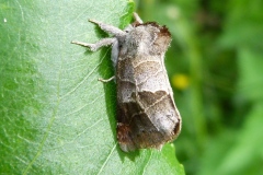 Clostera pigra  ; Hausse-Queue brune (La), Recluse (La)