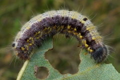 Clostera pigra ; Hausse-Queue brune (La), Recluse (La)