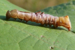 Notodonta torva, Demi-Lune grise (La)