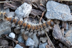 Thaumetopoea pityocampa, Processionnaire du Pin (La)