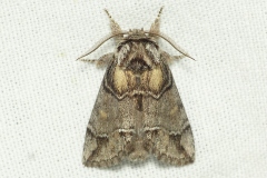 Drymonia velitaris, Voile (La)
