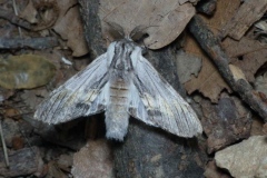 Harpyia milhauseri, Dragon (Le)