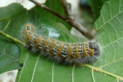 Phalera bucephala ; Bucéphale (La), Lunule (La)