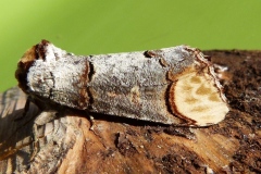 Phalera bucephala ; Bucéphale (La), Lunule (La)