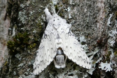 Cerura erminea, Hermine (L')