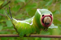 Cerura vinula, Grande Queue-Fourchue (La)