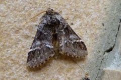 Drymonia ruficornis, Demi-Lune noire (La)