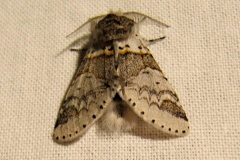 Furcula furcula, Harpye fourchue (La)