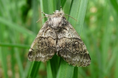 Gluphisia crenata, Crénelée (La)