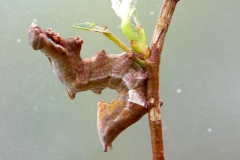 Notodonta ziczac, Bois-Veiné (Le)