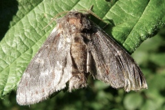 Notodonta dromedarius, Chameau (Le)