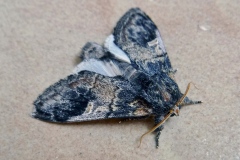 Notodonta tritophus, Dromadaire (Le)