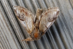Notodonta ziczac, Bois-Veiné (Le)