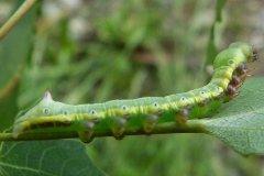 Pheosia tremula, Porcelaine (La)