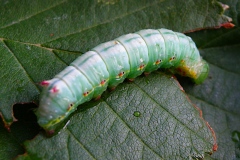 Ptilodon capucina, Crête-de-Coq (Le)