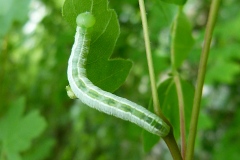 Ptilophora plumigera ; Plumet (Le), Porte-Plume (Le)