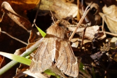 Ptilophora plumigera ; Plumet (Le), Porte-Plume (Le)