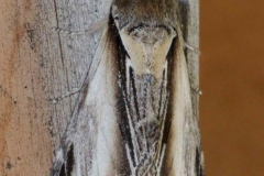 Pheosia gnoma ; Bombyx Dictéoide (Le), Faïence (La)
