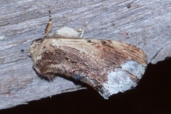 Ptilodon cucullina, Capuchon (Le)
