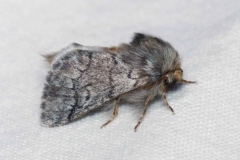 Thaumetopoea pityocampa, Processionnaire du Pin (La)