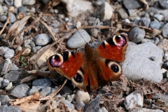 Aglais io, Paon-du-jour (Le)