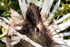 Aglais urticae, Petite Tortue (La)
