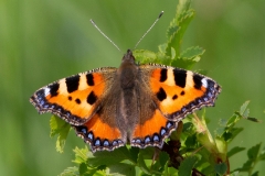 Aglais urticae, Petite Tortue (La)