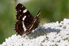 Araschnia levana, Carte géographique (La)