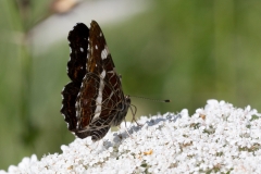 Araschnia levana, Carte géographique (La)