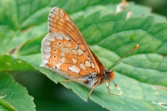 Euphydryas aurinia sareptana, Damier de la Succise (Le)