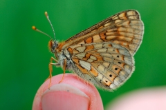 Euphydryas aurinia sareptana, Damier de la Succise (Le)