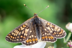 Euphydryas aurinia sareptana, Damier de la Succise (Le)