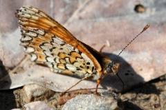 Melitaea cinxia, Mélitée du Plantain (La)
