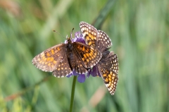 Melitaea diamina, Mélitée noirâtre (La)