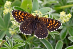 Melitaea diamina, Mélitée noirâtre (La)